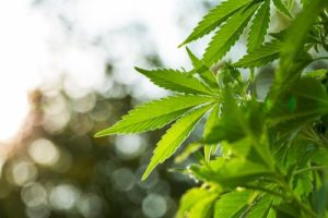 plant shutterstock_207279334
