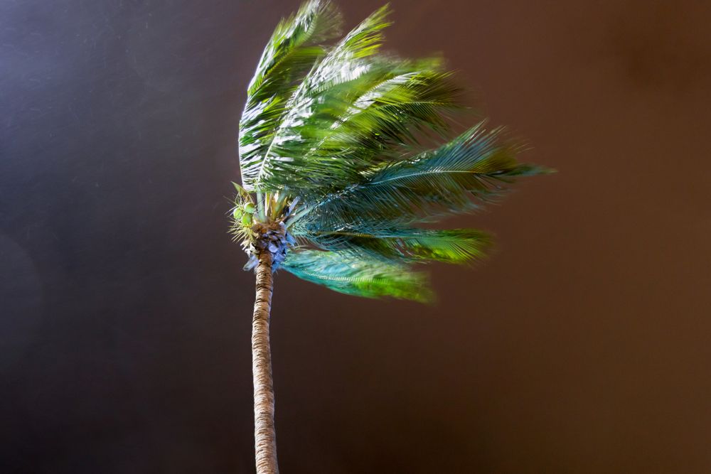 Beginning of tornado or hurricane with wind blowing a palm tree with dark storm clouds.